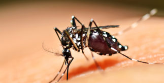 Dengue – O que é, como prevenir e como cuidar
