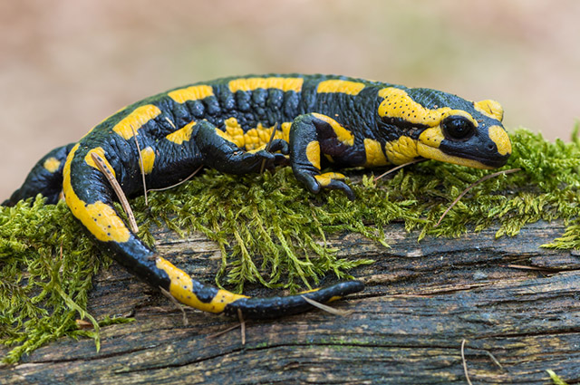 Salamandra preta e amarela