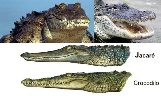 Jacarés e crocodilos – Qual a diferença?