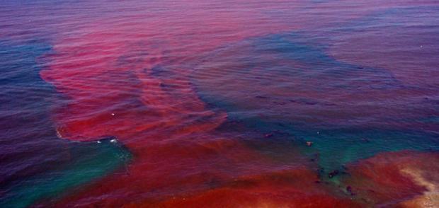 Maré Vermelha – Como se dá esse fenômeno?