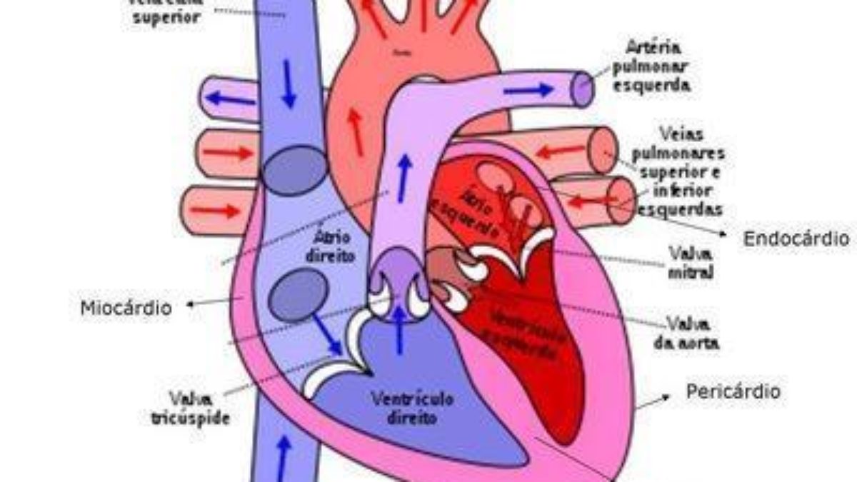 Qual é a função do coração?