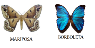 Borboleta e mariposa – Qual a diferença?