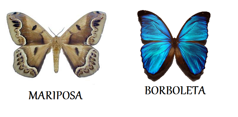 Borboleta e mariposa – Qual a diferença?