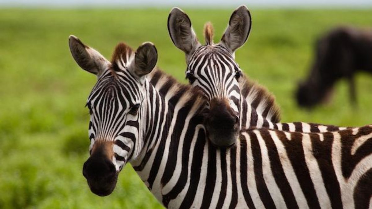 Por que a zebra tem duas cores?