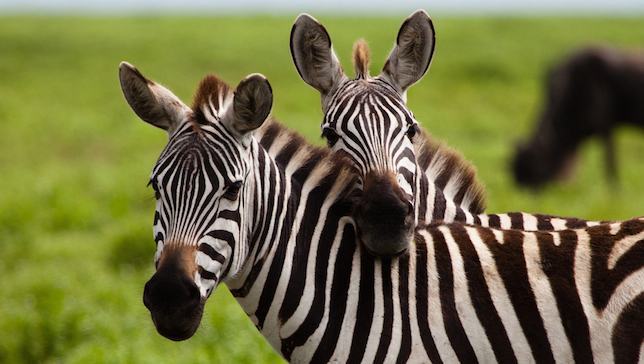 Porque a zebra tem listras?