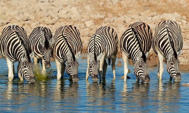 Zebras bebendo água em rio