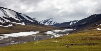 Tundra: o que é, clima, vegetação e características