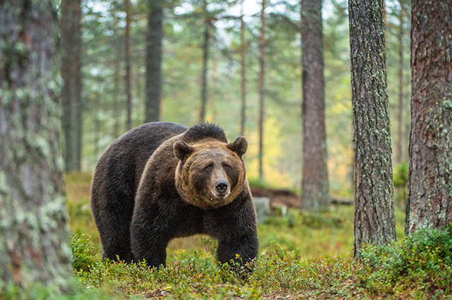 Urso no bioma taiga