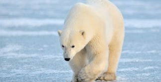 Urso polar: características, habitat e fotos