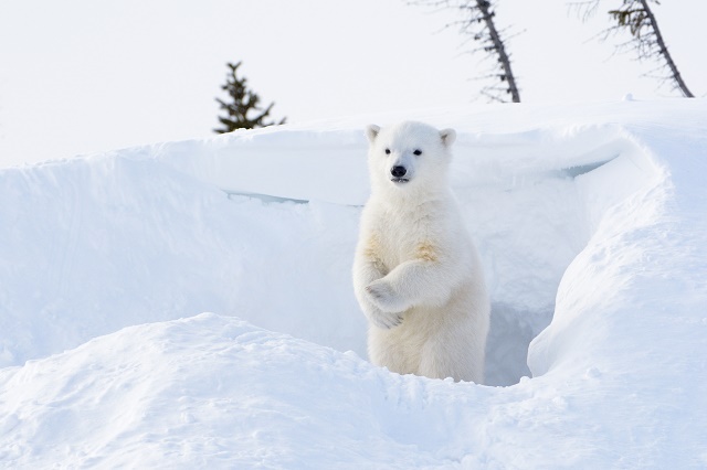 Urso polar filhote