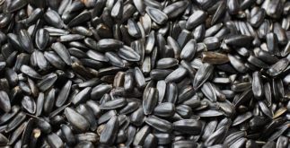 Germinação da semente: entenda o processo