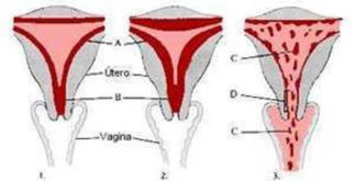 O que é a menstruação?