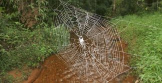 Conheça a aranha que faz a maior e mais forte teia do mundo