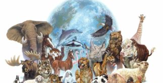 O reino animal e seus recordes