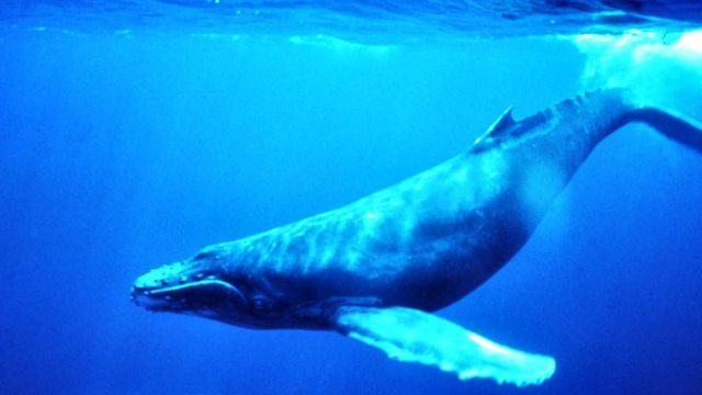 A baleia azul: o maior animal do Planeta