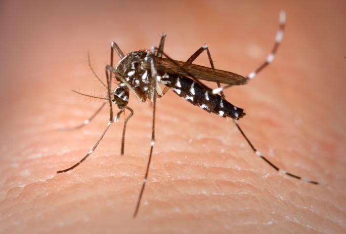 Febre chikungunya: uma vilã transmitida pelo Aedes aegypti
