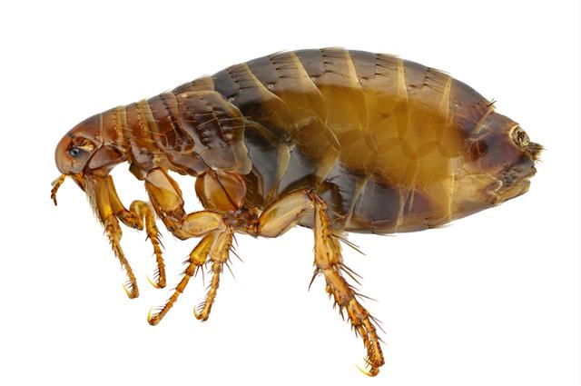 Bicho-de-pé: a pulga marrom-avermelhada