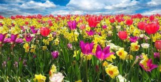 Plantas: por que as flores têm cor e perfume?
