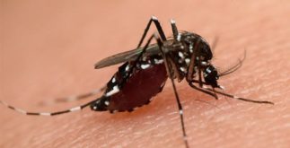Aedes aegypti: as doenças transmitidas pelo mosquito