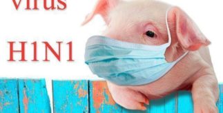O vírus da gripe H1N1 e seus efeitos na saúde pública