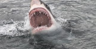 Tubarão-branco: conheça um pouco mais sobre esse animal