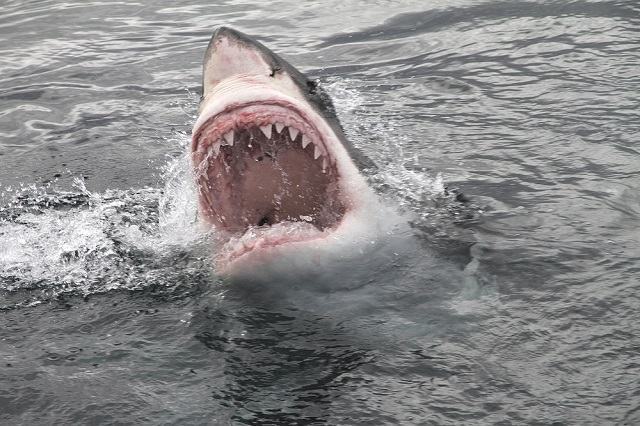 Tubarão-branco: conheça um pouco mais sobre esse animal