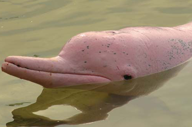 Os botos-rosa são "golfinhos" de água doce
