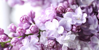Quais são os tons da cor lilás