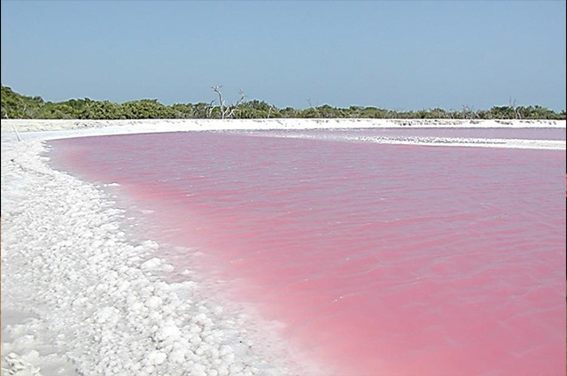 Lagoa no México fica com cor rosa por causa das algas
