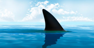 Tubarão: É possível sobreviver ao seu ataque?