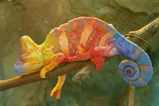 Camaleão pantera colorido