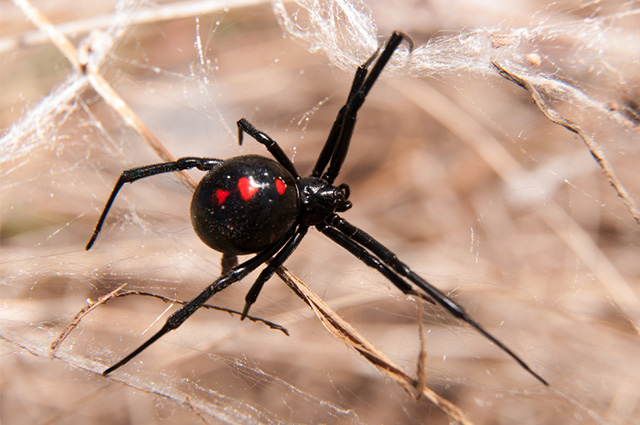 Aranha viúva-negra