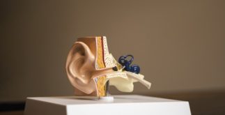 Ossos do ouvido: nomes e funções
