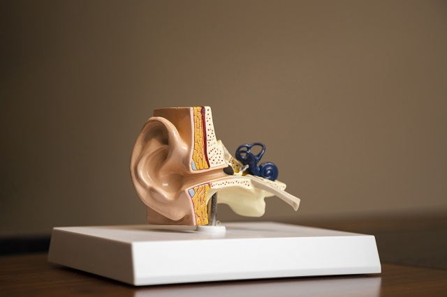 Partes do ouvido
