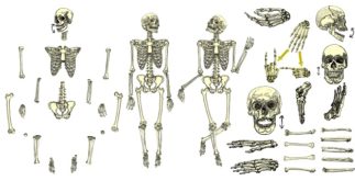 Quantos ossos tem o corpo humano?