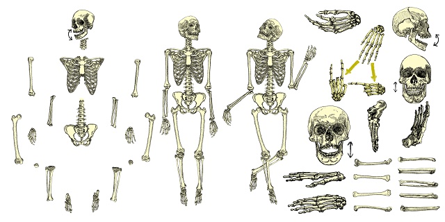 Esqueleto desmontado 