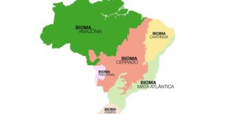 Biomas brasileiros: cada tipo e características