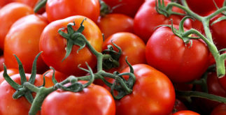 Tomate é fruta, legume ou verdura?