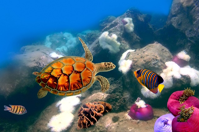 Peixes e tartaruga no fundo do mar