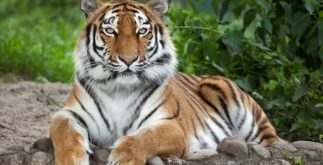 Tigres: características, habitat e subespécies