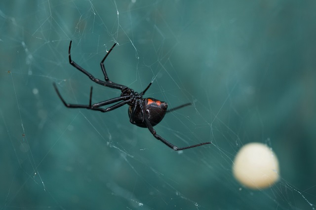 Aranha viúva negra