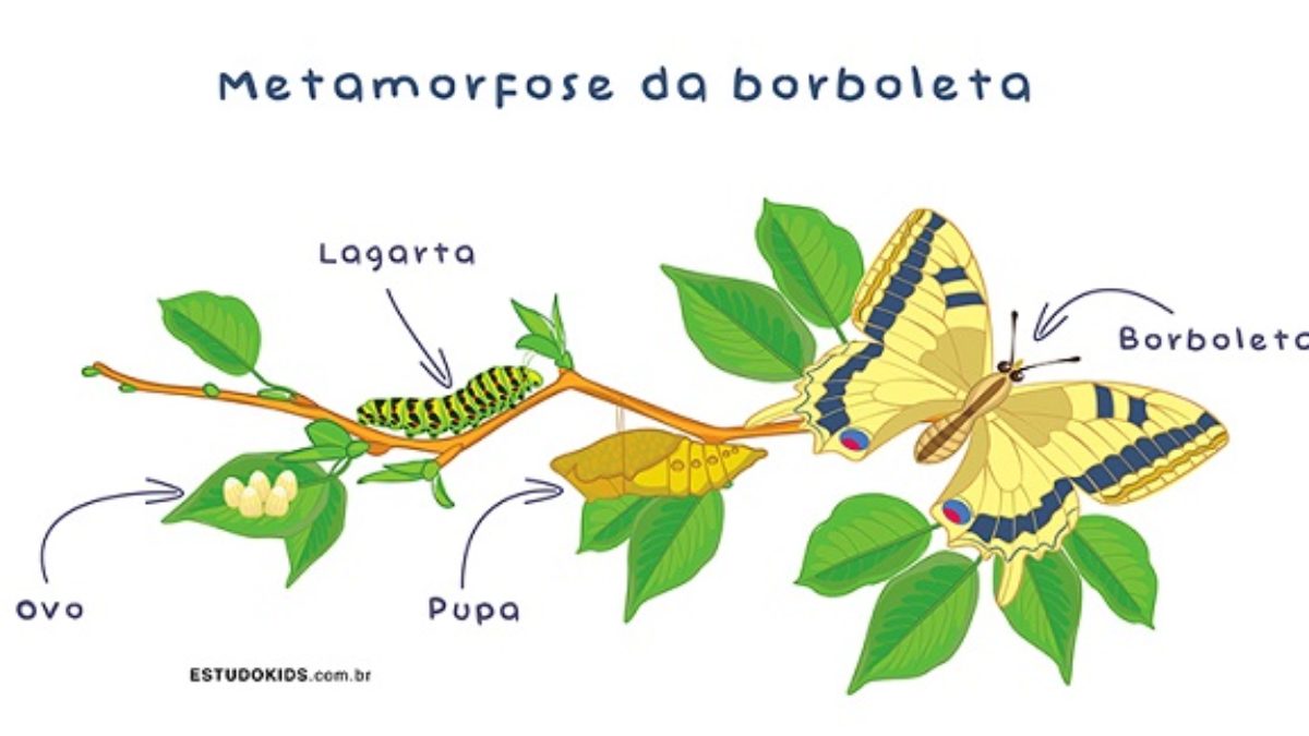 Metamorfose das borboletas: fases e como é a transformação - Estudo Kids