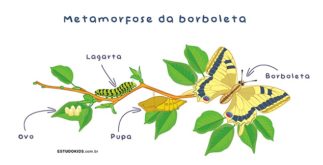 Metamorfose das borboletas: fases e como é a transformação